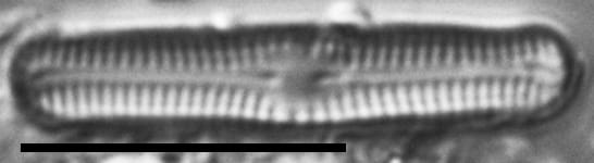 Chamaepinnularia gandrupii LM3