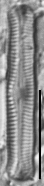 Chamaepinnularia gandrupii LM6