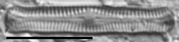 Chamaepinnularia gandrupii LM6
