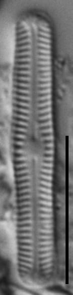 Chamaepinnularia gandrupii LM1