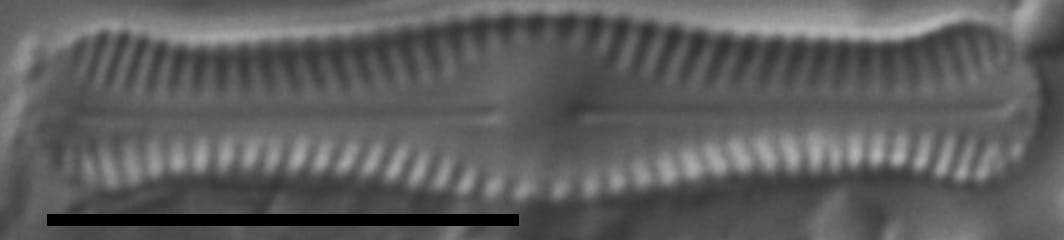 Chamaepinnularia krookii LM2