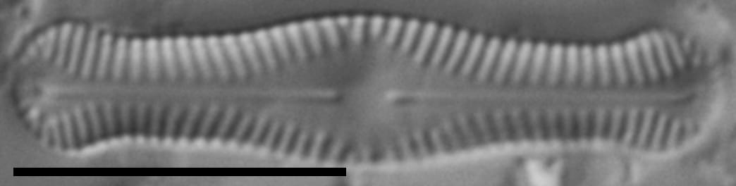 Chamaepinnularia krookii LM1