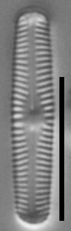 Chamaepinnularia krasskei LM7