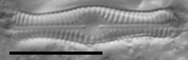 Chamaepinularia krookii LM6