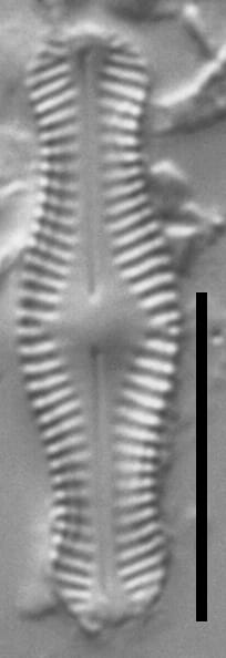 Chamaepinularia krookii LM5