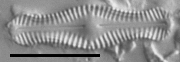 Chamaepinularia krookii LM5