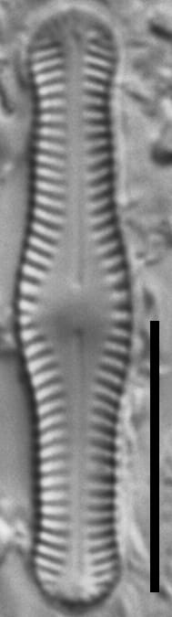 Chamaepinularia krookii LM5