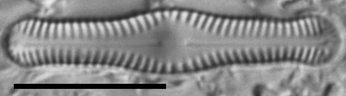 Chamaepinularia krookii LM5