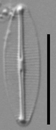 Cmolestiformis1 102984B  33 8 116 5 Mm 1000X