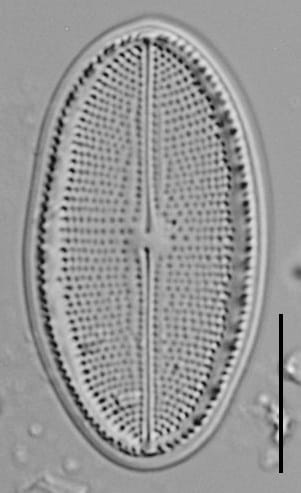 Cocconeis Cascadensis Lm07