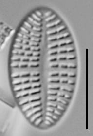 Cocconeis Neodiminuta Lm04