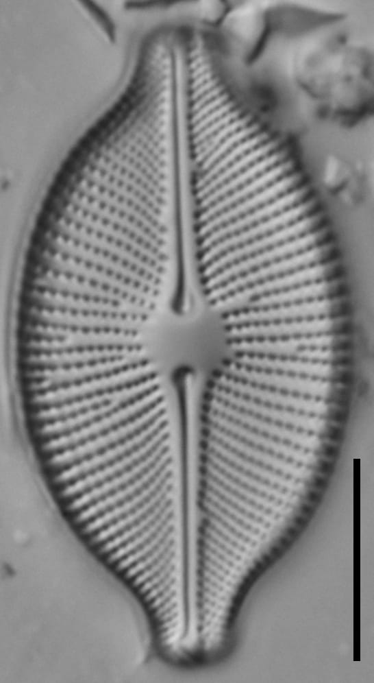 Cosmioneis pusilla LM4