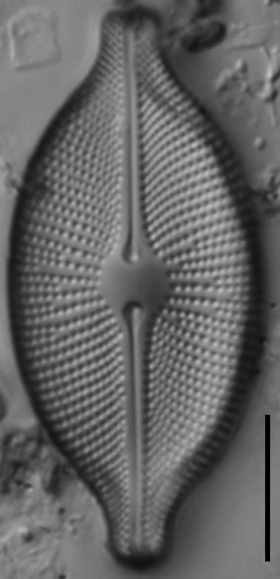 Cosmioneis pusilla LM6