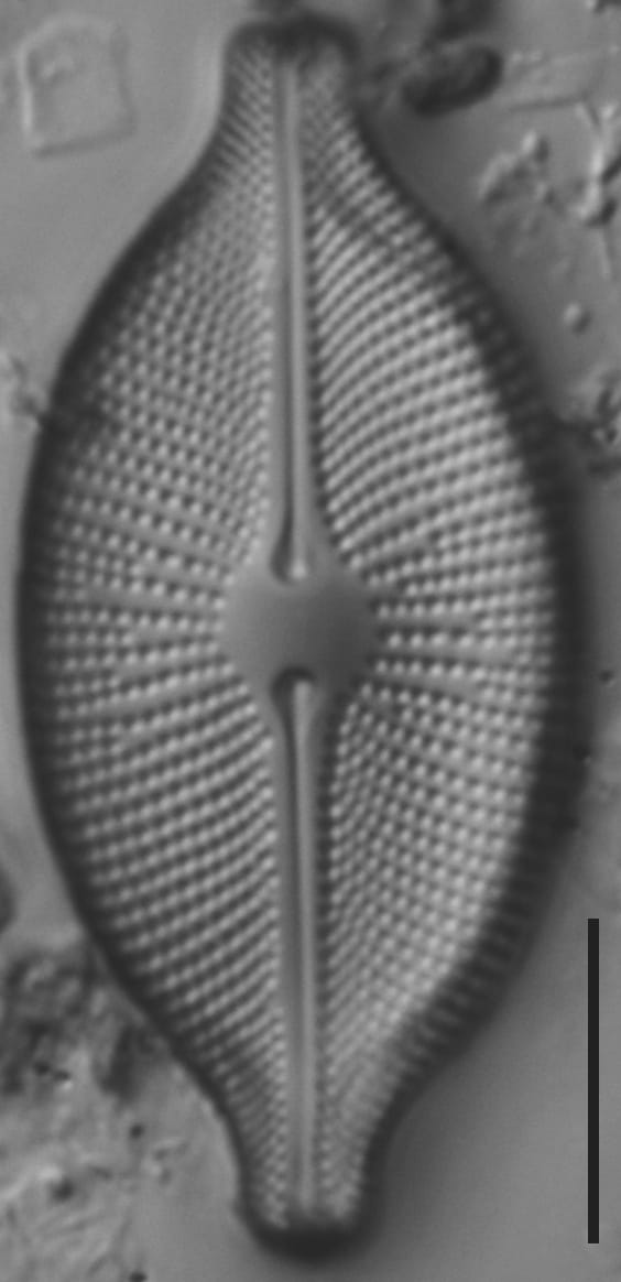 Cosmioneis pusilla LM6