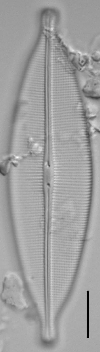 Crat Ambigua 14 8 27 05 3Ed