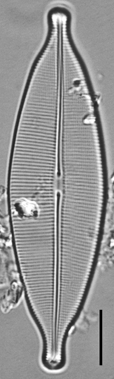 Crat Ambigua 3 8 27 05 3Ed