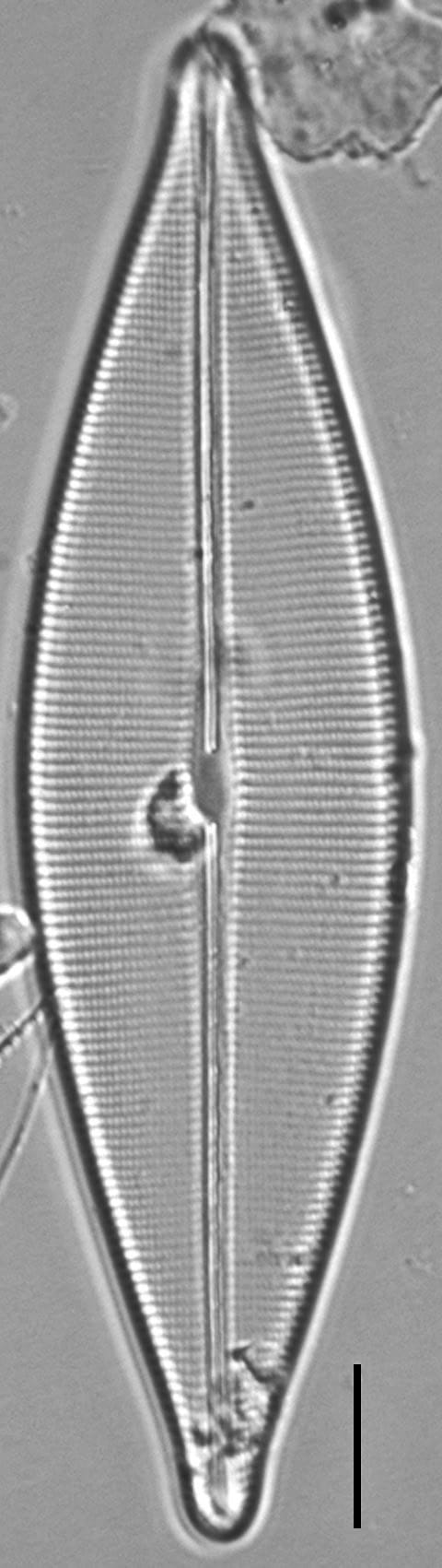 Crat Cusp 8 27 05 3Ed