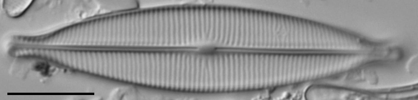 Craticula riparia LM4