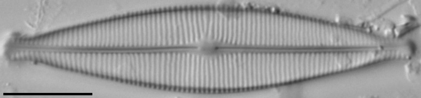 Craticula riparia LM3