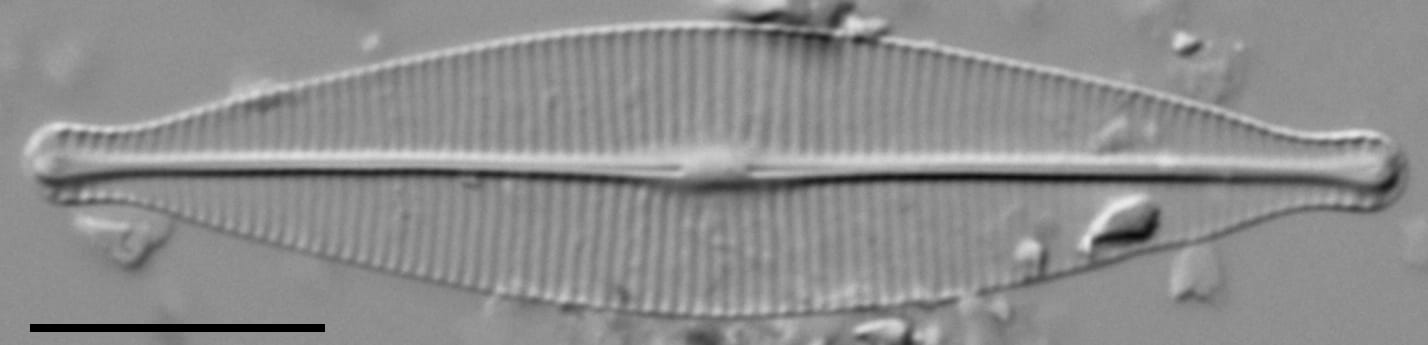 Craticula riparia LM2