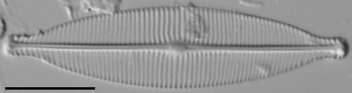 Craticula riparia LM7