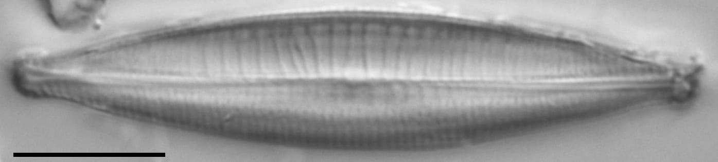 Craticula riparia LM5