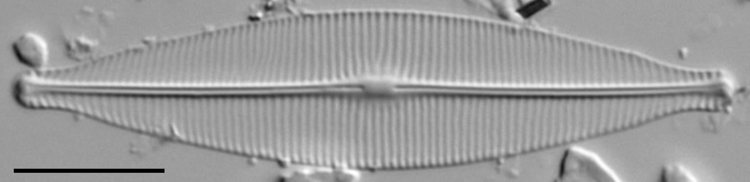 Craticula riparia LM1