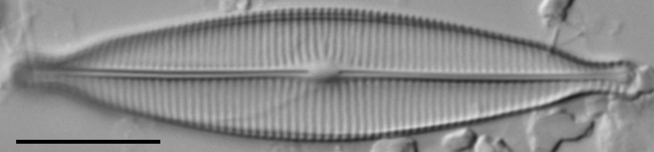 Craticula riparia LM6