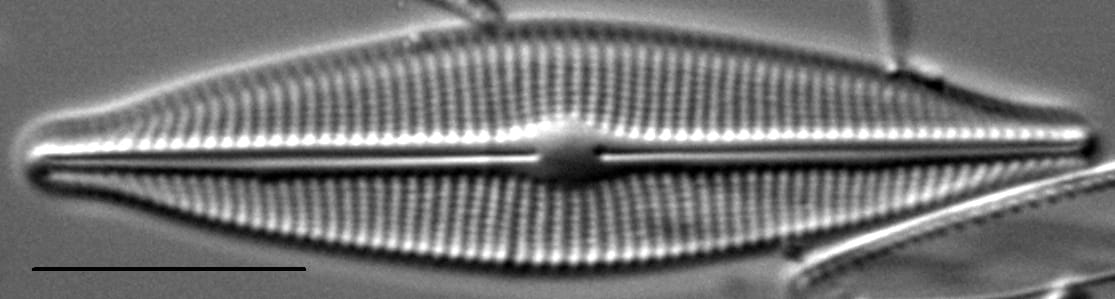 Craticula buderi LM2