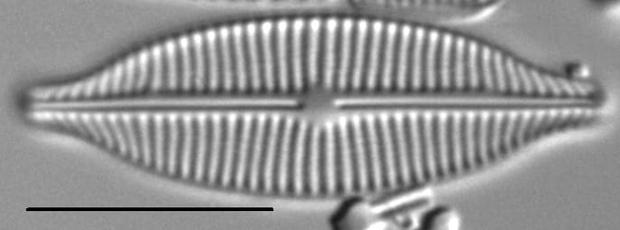 Craticula buderi LM6