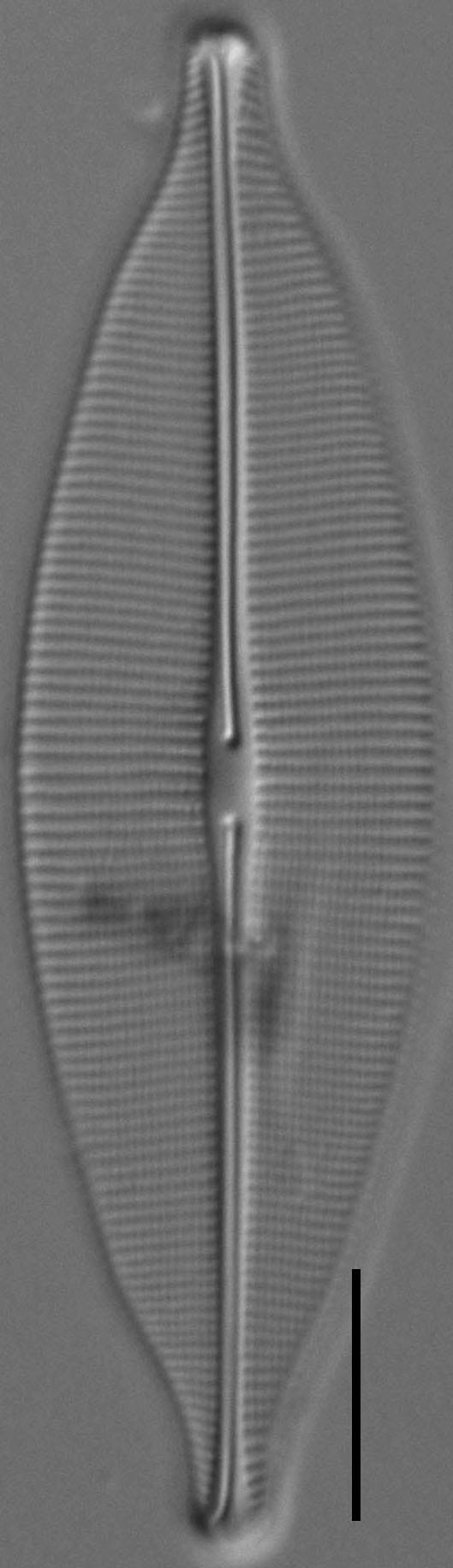 Craticula Ambigua 2811 5 7 15 D