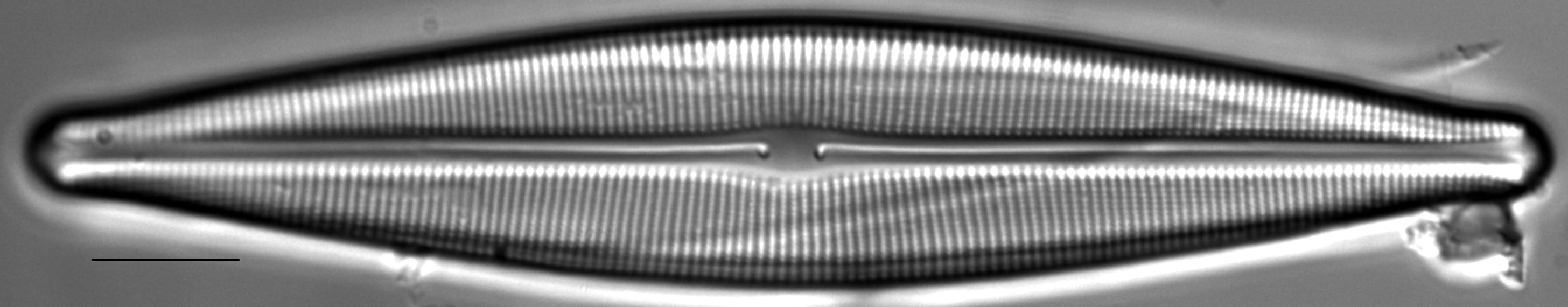 Craticula johnstoniae LM1