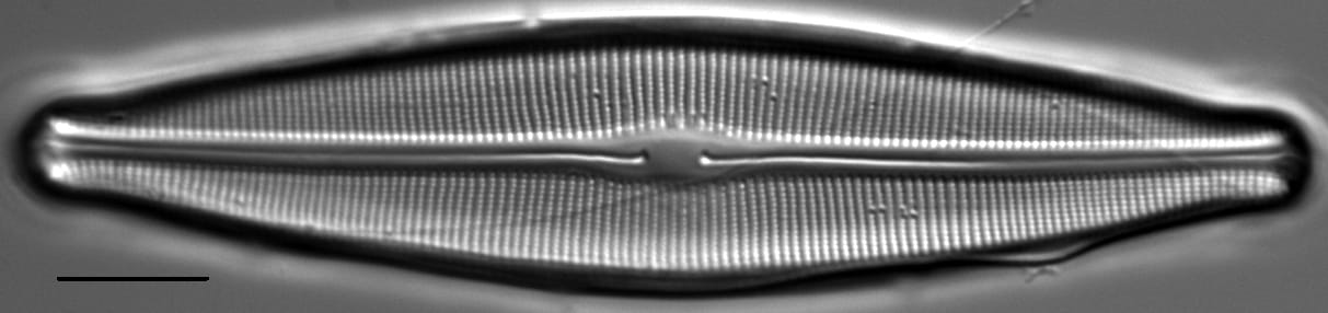 Craticula johnstoniae LM2