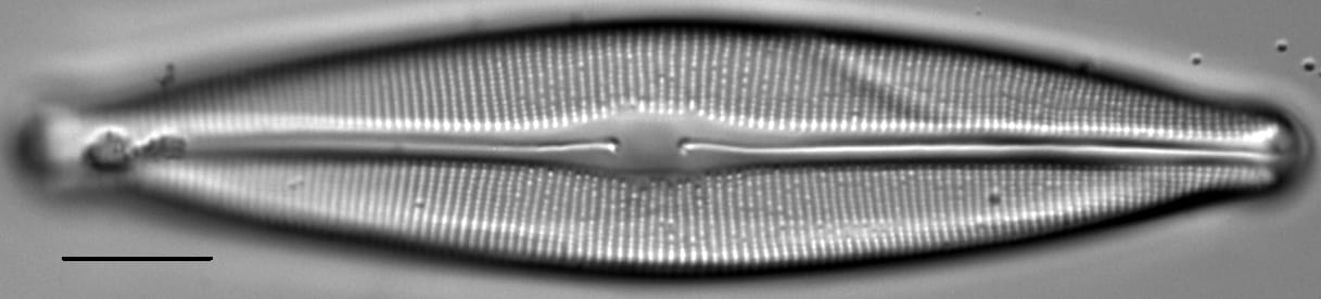 Craticula johnstoniae LM3