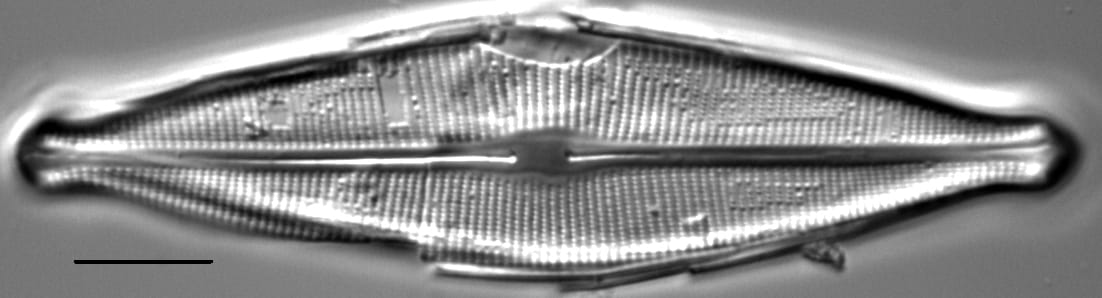 Craticula johnstoniae LM4