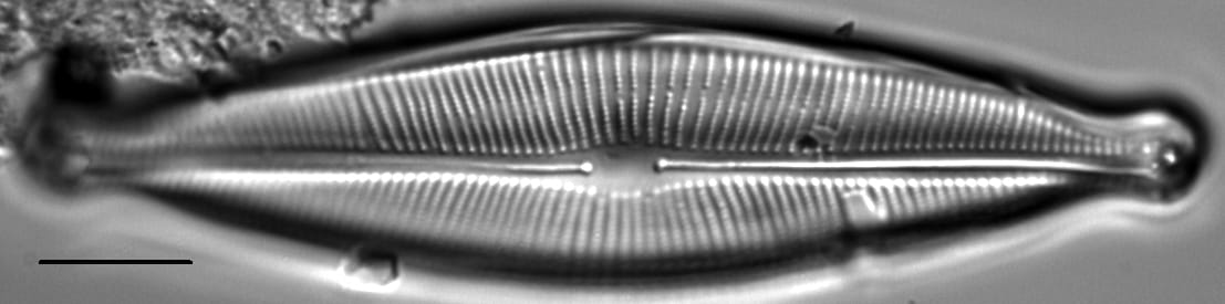 Craticula johnstoniae LM5