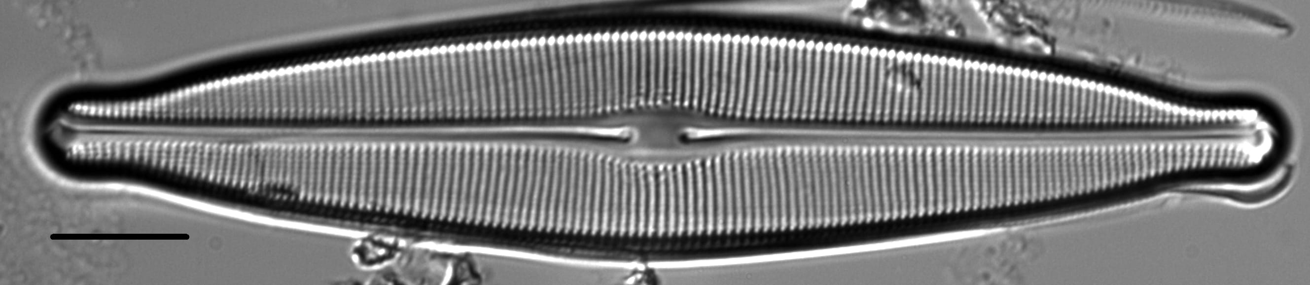 Craticula johnstoniae LM7