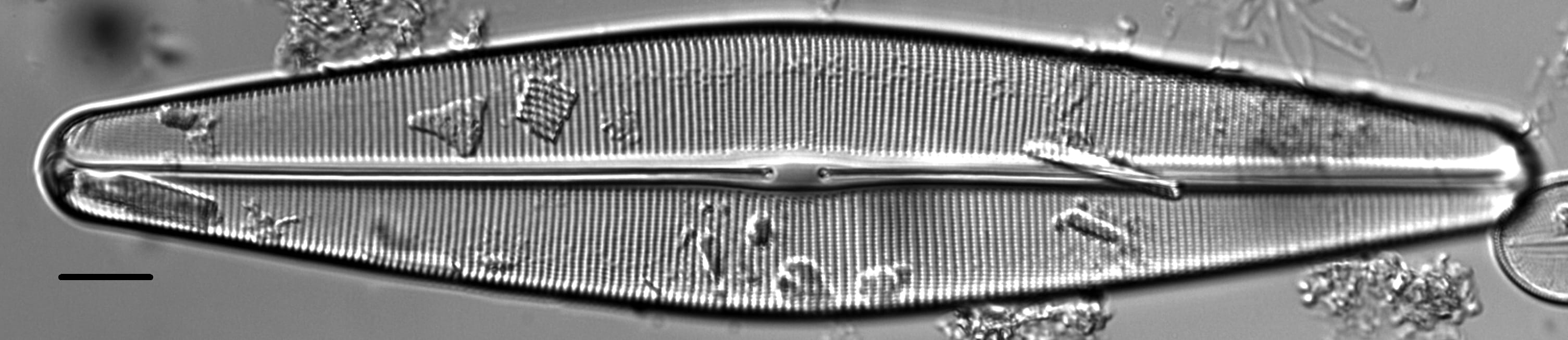 Craticula pampeana LM1