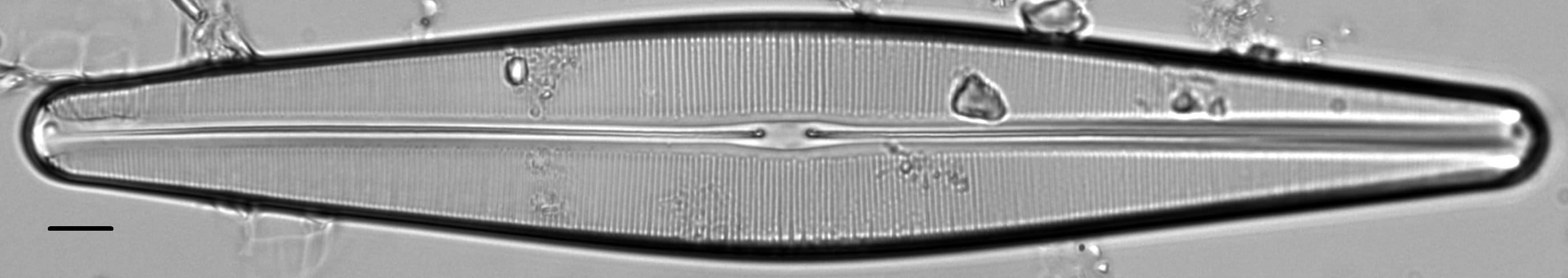 Craticula pampeana LM4