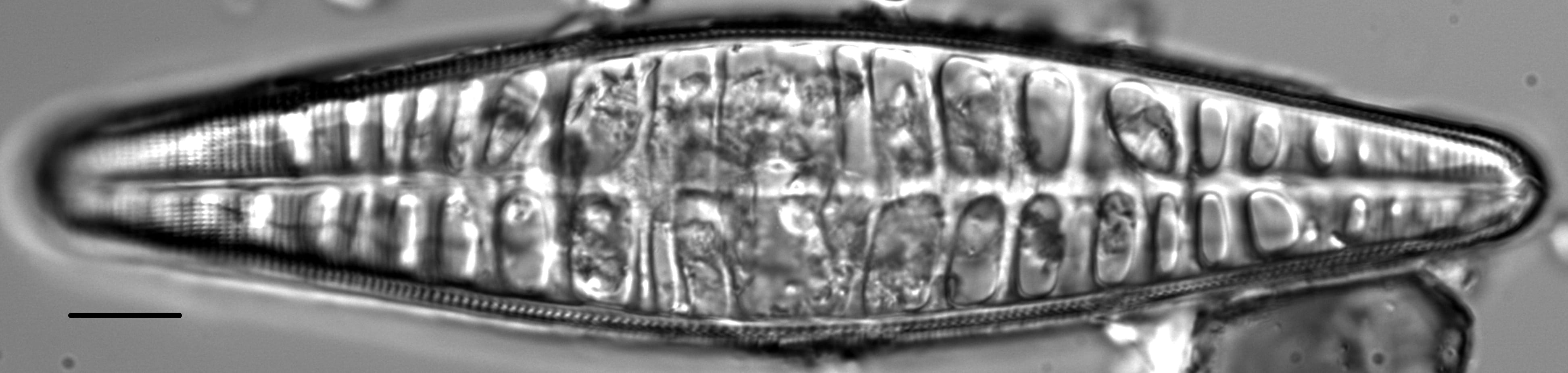 Craticula pampeana LM5