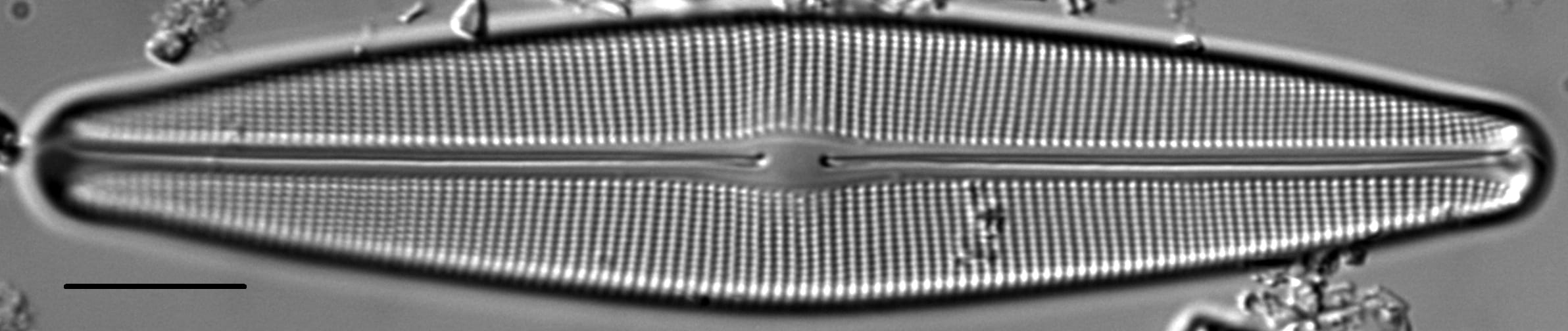 Craticula sardiniana LM3