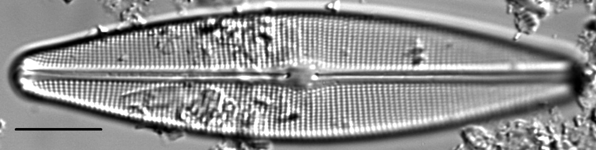 Craticula sardiniana LM5