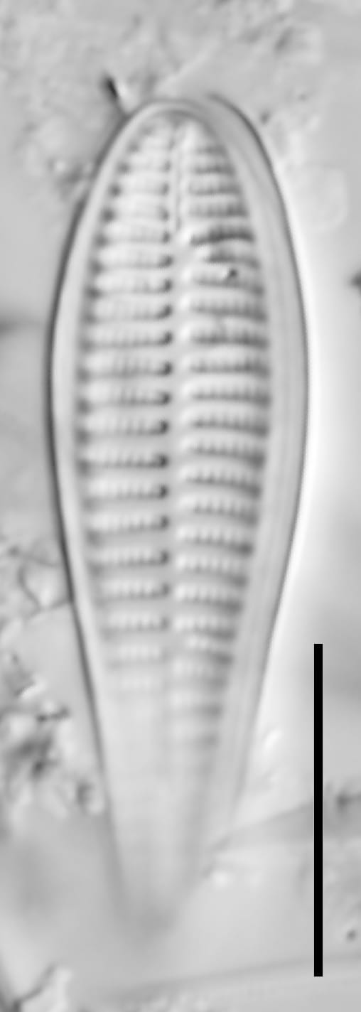 Cropped 11 Ii 21  Ewt 04A