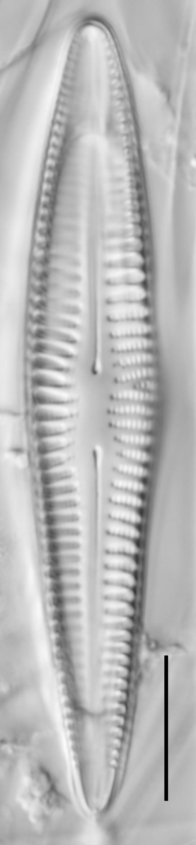 Cropped 11 Ii 21  Ewt 05