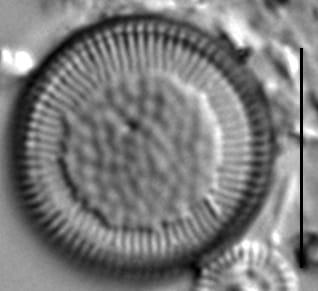 Cy Delic@60X1 25  D11 5A