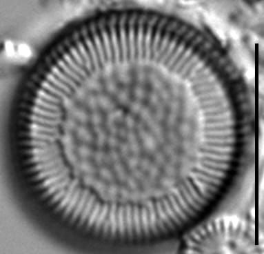 Cy Delic 100X1 0  D11 5