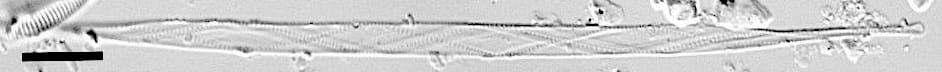 Cylindrotheca gracilis LM1