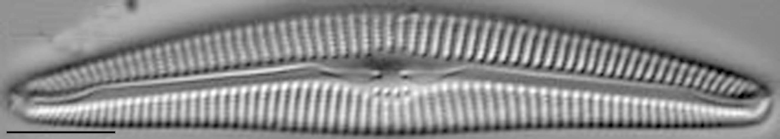 Cymbella Fontinalis LM2