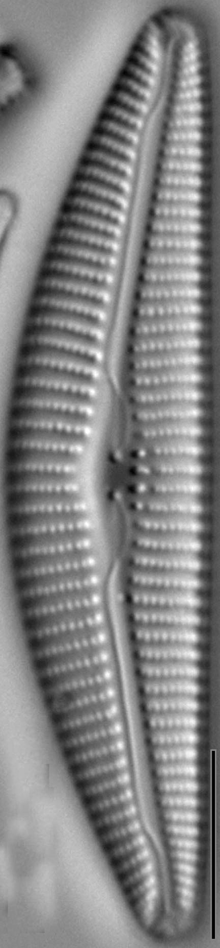 Cymbella Fontinalis LM4