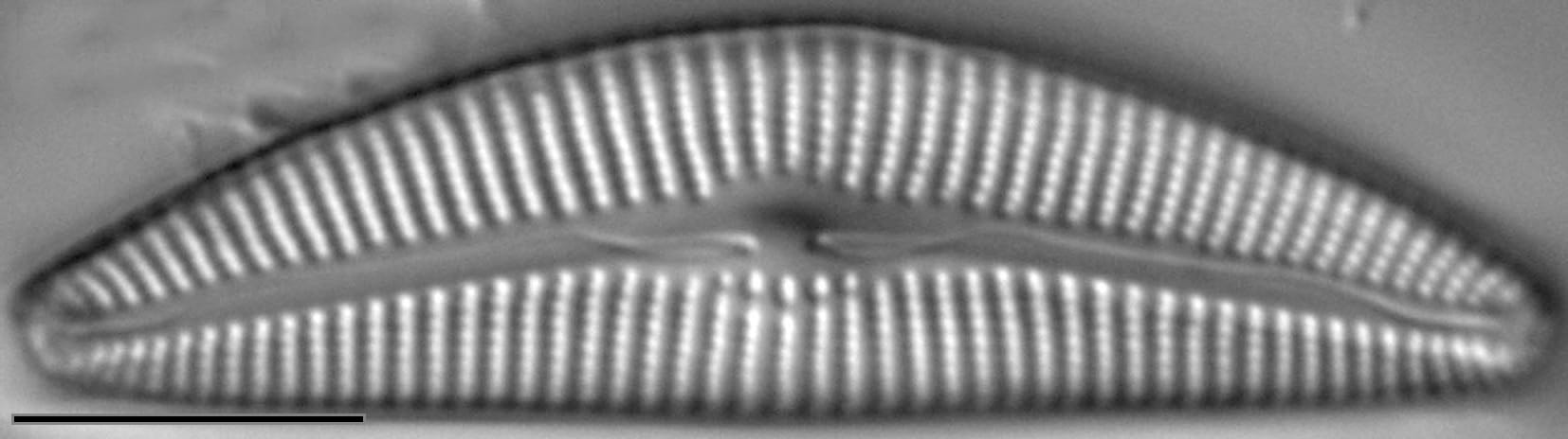 Cymbella Fontinalis LM6